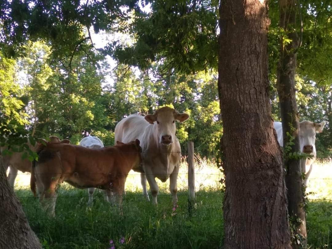 La Cabane Perchee Du Trappeur Écrainville Kültér fotó